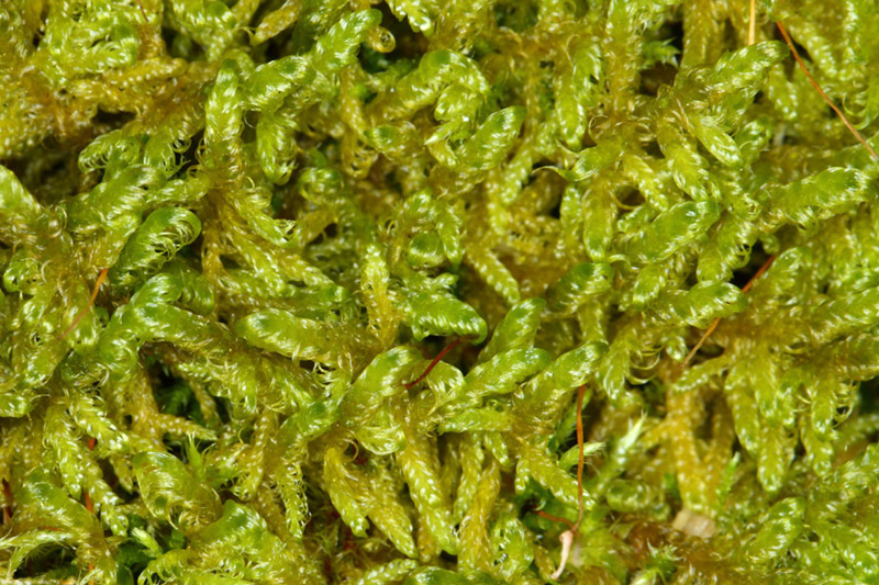 Sanionia uncinata